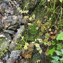 Image of Myosotis forsteri Lehm.