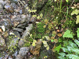 Image of Myosotis forsteri Lehm.