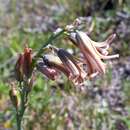 Image of Dipcadi serotinum var. serotinum