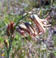 Image of Dipcadi serotinum var. serotinum