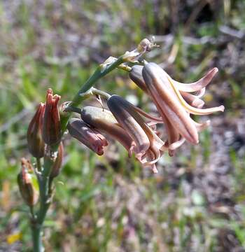 Imagem de Dipcadi serotinum var. serotinum