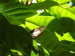 Image of Polyura hebe plautus Fruhstorfer 1898