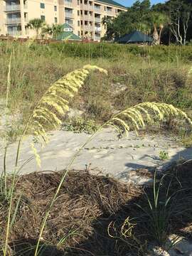 صورة Uniola paniculata L.