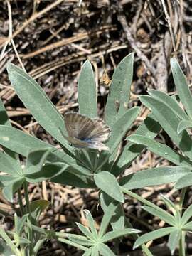 Image of <i>Aricia icarioides</i>