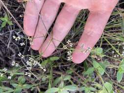 Image of pineland nailwort