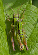 Pseudopodisma transilvanica Galvagni & Fontana 1993 resmi