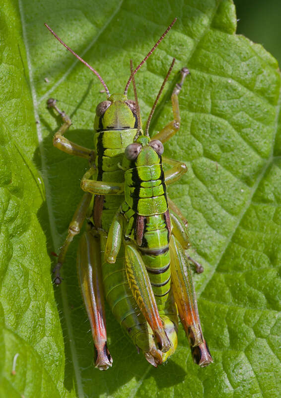 Pseudopodisma transilvanica Galvagni & Fontana 1993 resmi