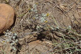 Image of Helichrysum lucilioides Less.