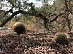 Image of Mammillaria densispina (J. M. Coult.) Orcutt