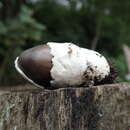 Image of Amanita fuligineodisca Tulloss, Ovrebo & Halling 1992