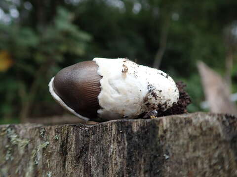 Image of Amanita fuligineodisca Tulloss, Ovrebo & Halling 1992