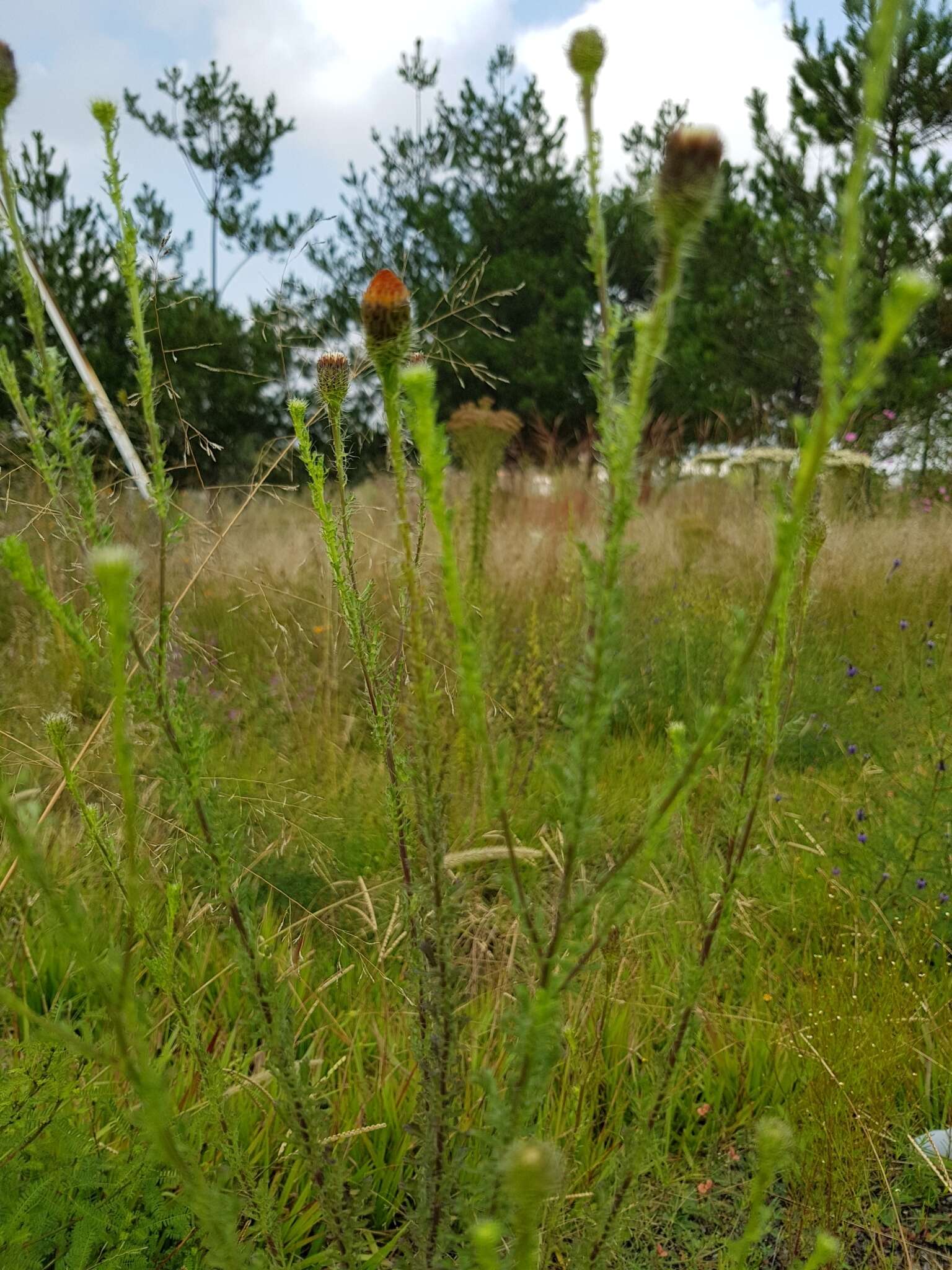 Image of poreleaf dogweed