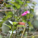 Image de Centropogon aequatorialis E. Wimm.