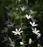 Image of Ornithogalum arcuatum Steven