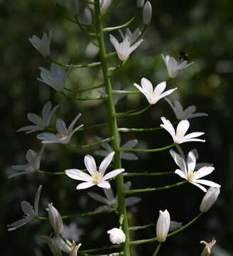 Image de Ornithogalum arcuatum Steven