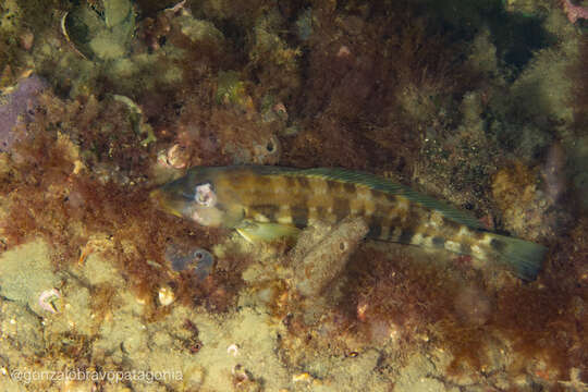 Image of Brazilian sandperch