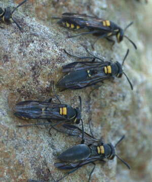 Image of Polybia ruficeps Schrottky 1902