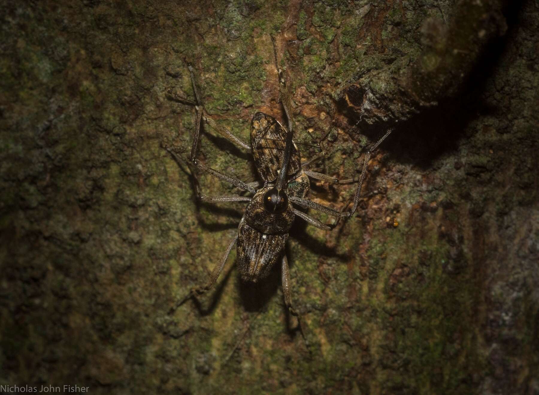 Plancia ëd Mecopus rufipes Heller 1893