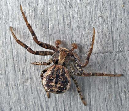 Image of common crab spider