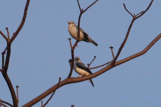 Image of White-headed Starling