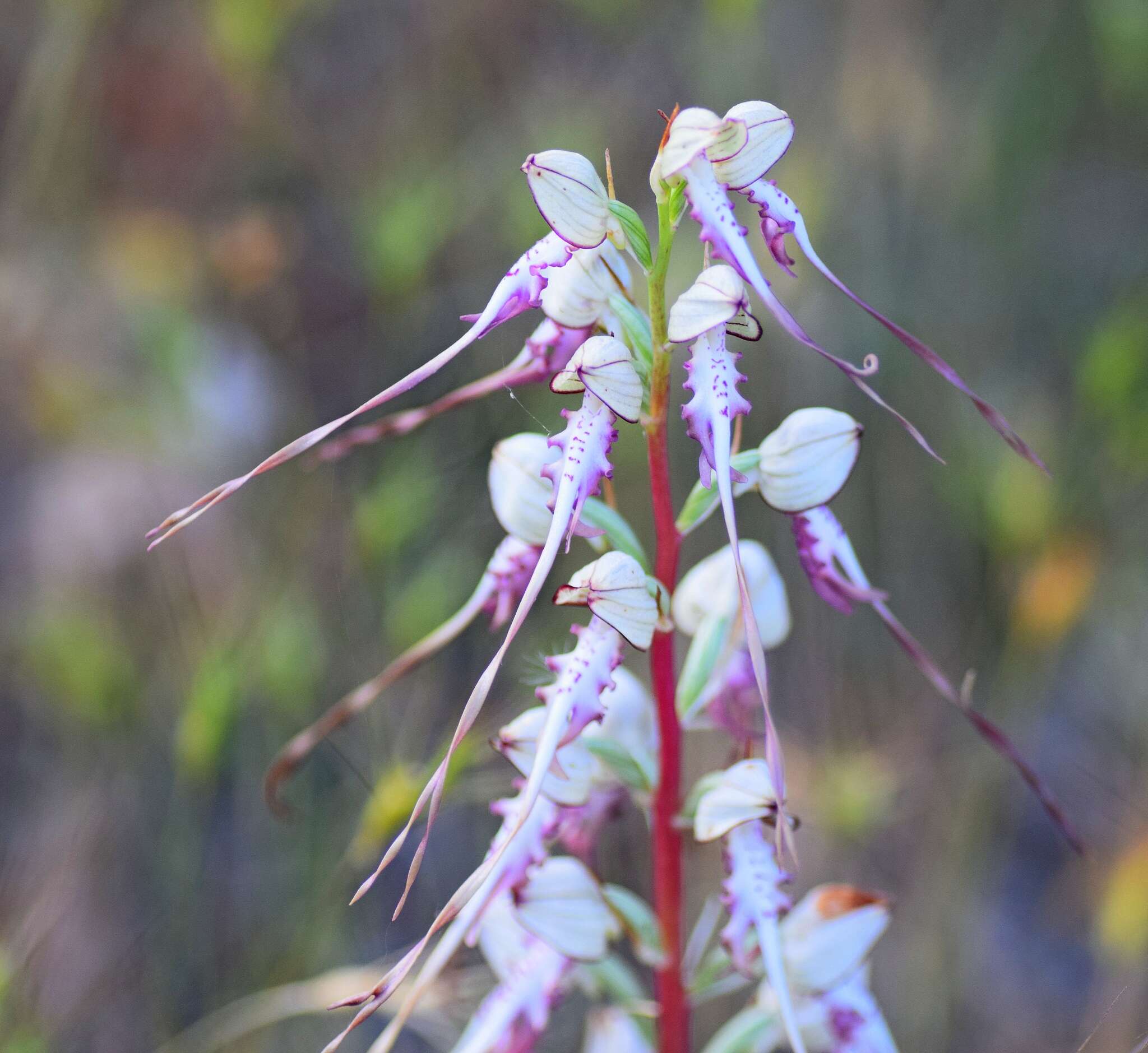 Himantoglossum caprinum subsp. jankae (Somlyay, Kreutz & Óvári) R. M. Bateman, Molnar & Sramkó resmi