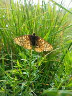 Euphydryas aurinia provincialis (Boisduval 1828)的圖片