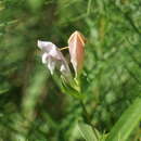 Image of purpleflower pinkroot