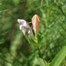 Imagem de Spigelia alabamensis (K. Gould) K. G. Mathews & Weakley