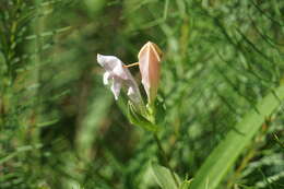 Image of purpleflower pinkroot