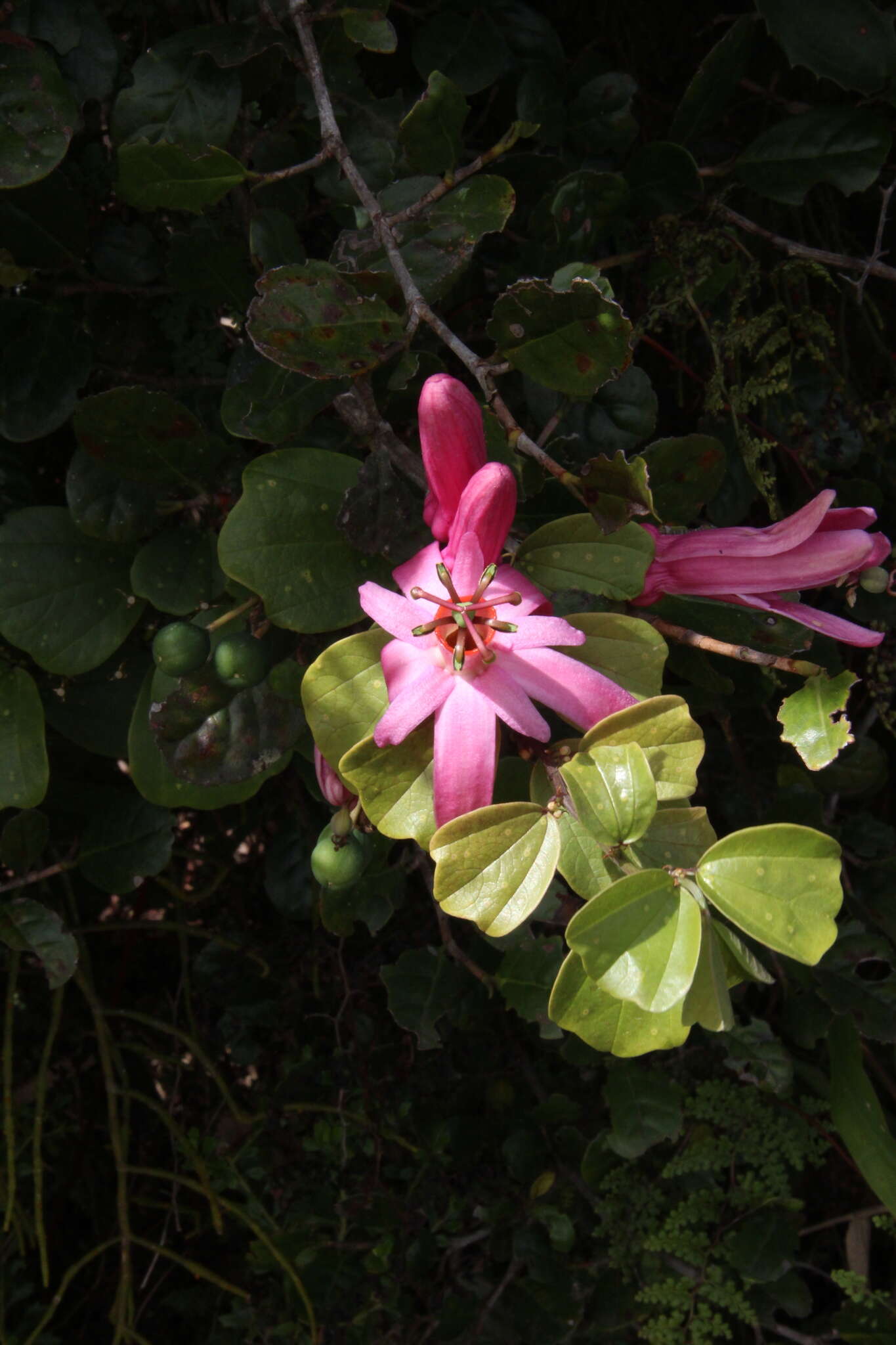 Passiflora orbiculata Cav.的圖片