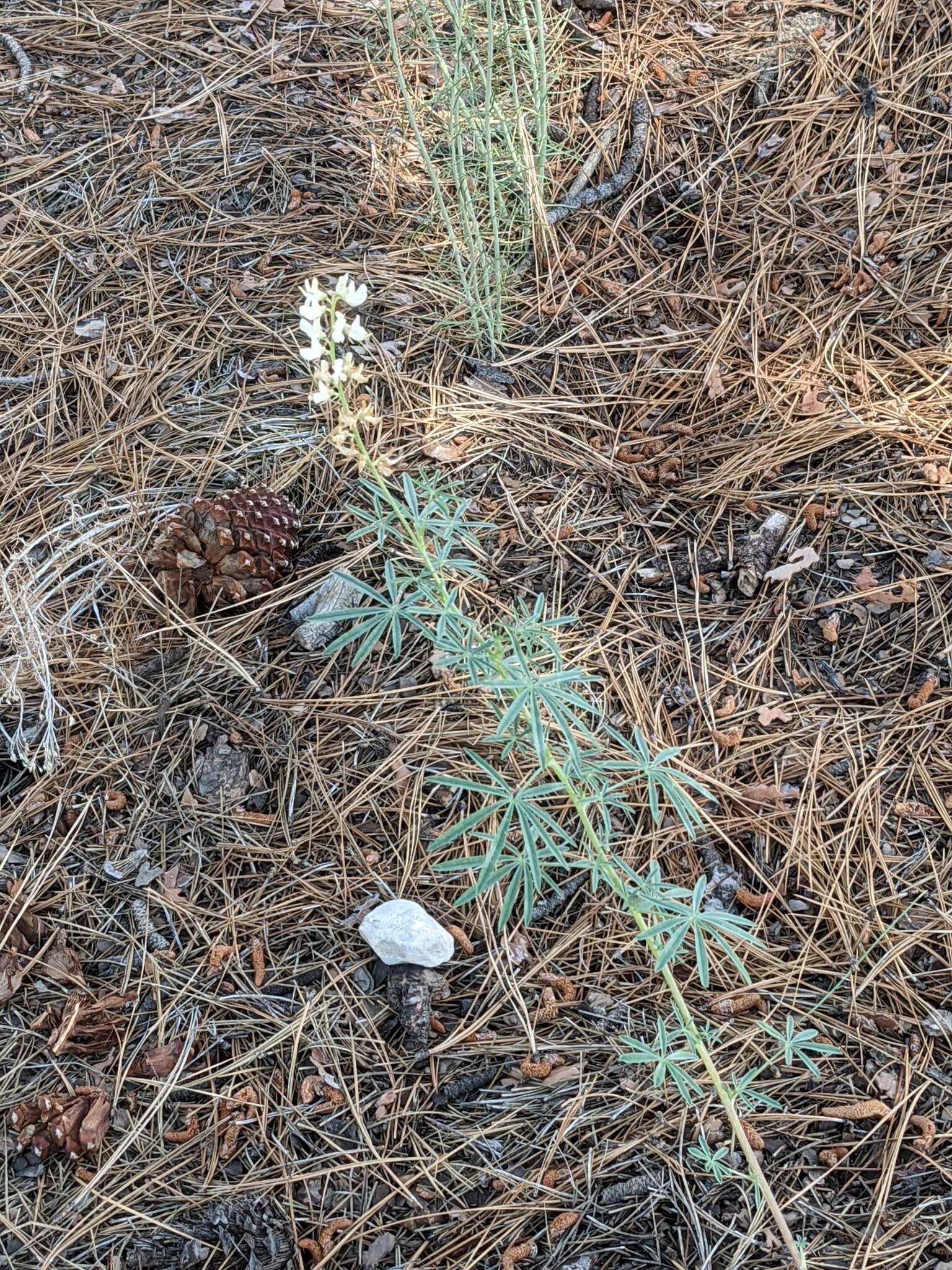 Sivun Lupinus andersonii S. Watson kuva