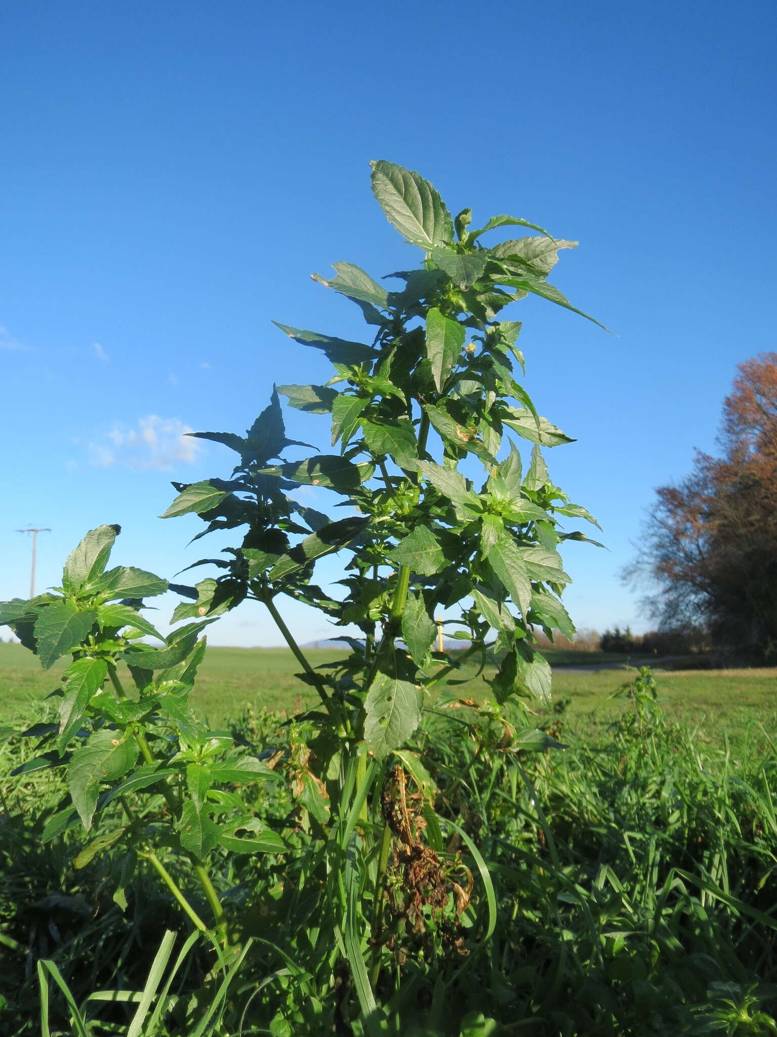 Слика од Mercurialis annua L.