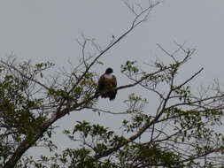 Buteo jamaicensis costaricensis Ridgway 1874 resmi