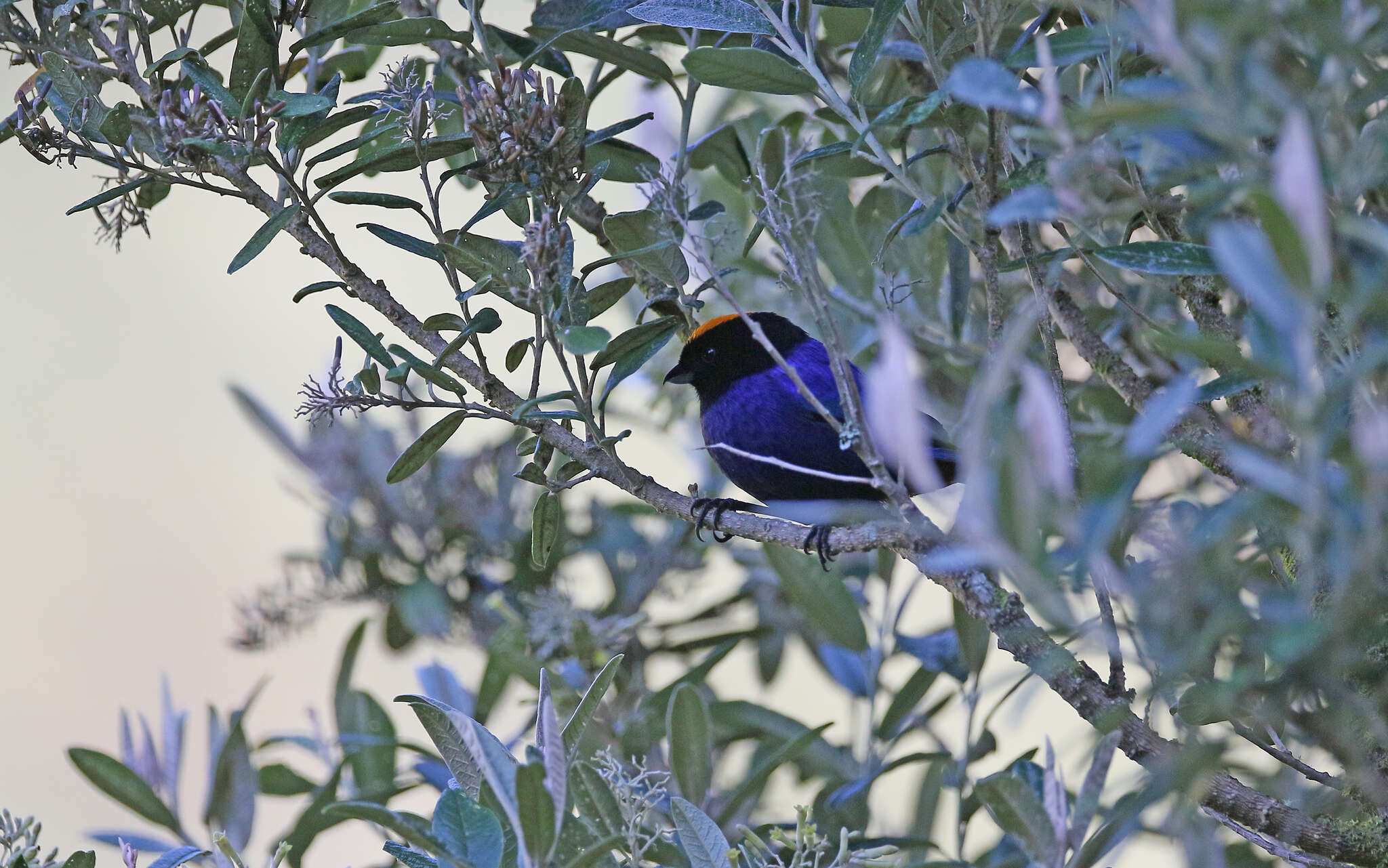 Imagem de Iridosornis rufivertex (Lafresnaye 1842)