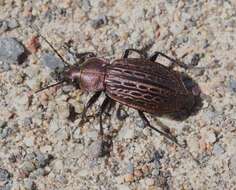 Imagem de Carabus (Homoeocarabus) maeander Fischer von Waldheim 1820