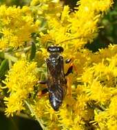 Image of Katydid Wasp