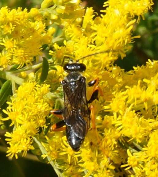 Image of Katydid Wasp