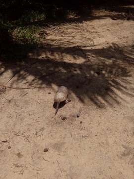 Image of naked-tailed armadillos