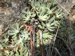 Image of oblongleaf stonecrop