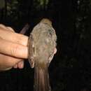 Image of Chestnut-crested Yuhina