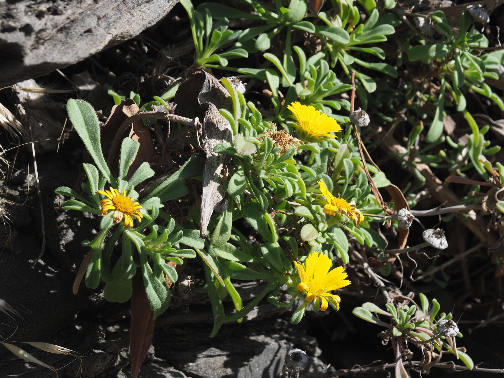 Image of estrella de mar