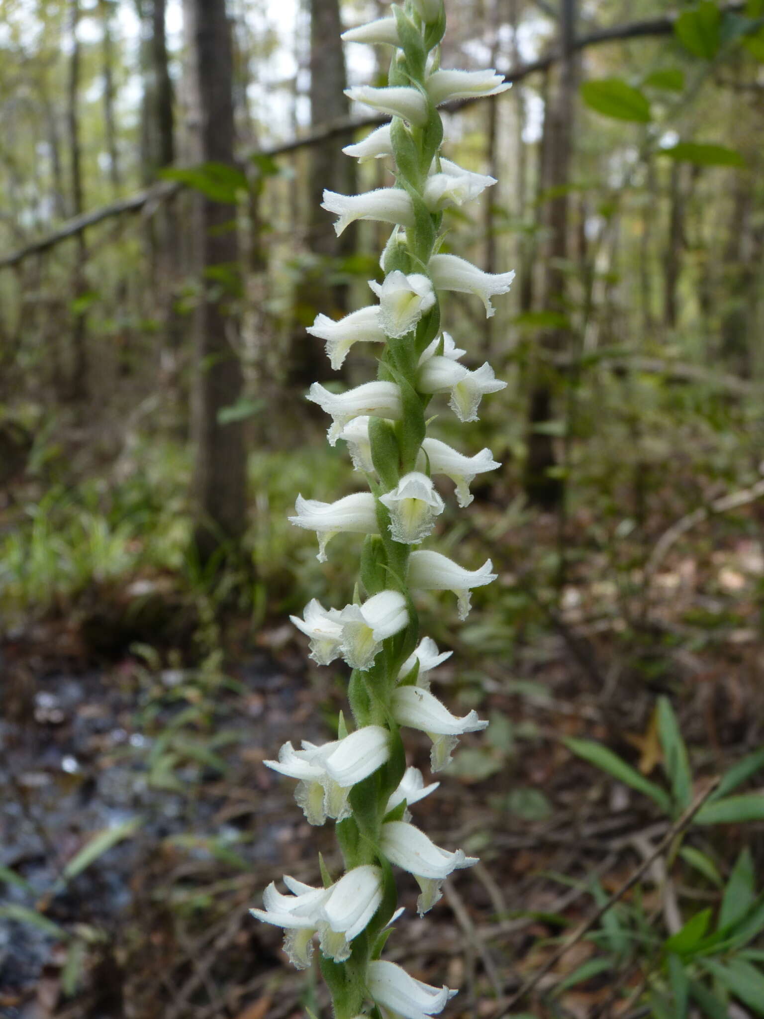 Imagem de Spiranthes odorata (Nutt.) Lindl.