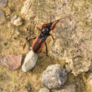 Image of Ectomocoris ululans (Rossi 1807)