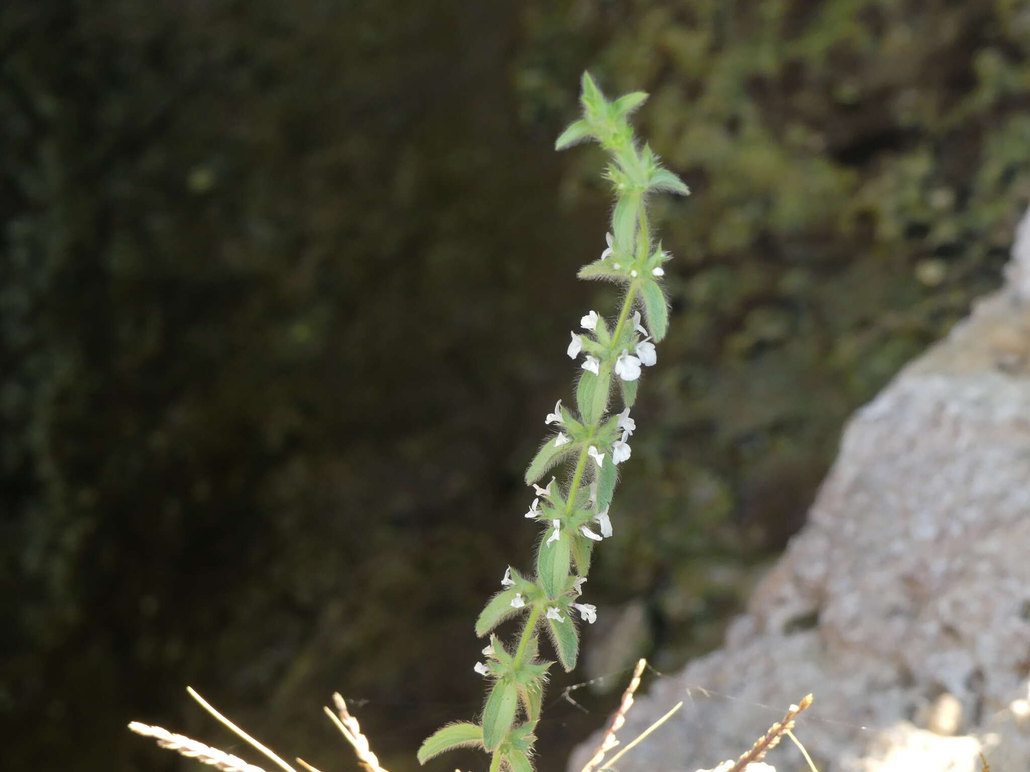 Image of simplebeak ironwort