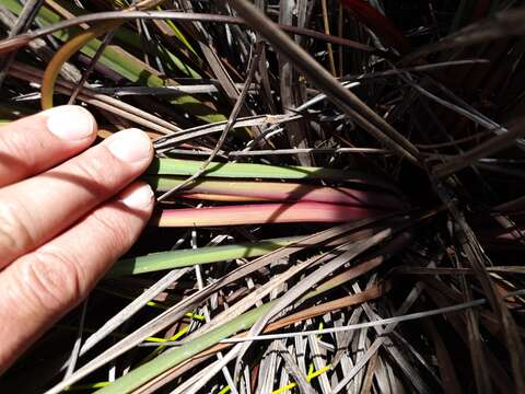 Image of Dianella haematica Heenan & de Lange