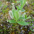 Image of barrenground willow