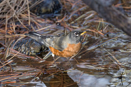 Image of Turdus migratorius propinquus Ridgway 1877