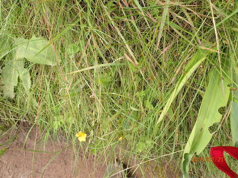 Image of Linum thunbergii Eckl. & Zeyh.