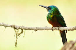 Image of Green-tailed Jacamar