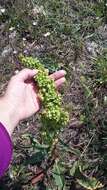 Image of Rumex patientia subsp. orientalis Danser